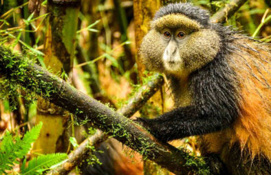 Golden Monkey Trekking in Uganda & Rwanda