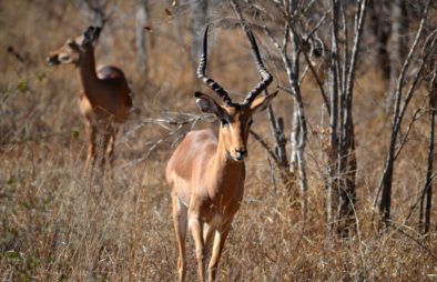 Katonga Wildlife Reserve